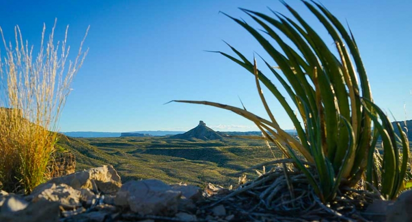 some desert plants are close to the camera, with rolling hills and a mesa lie in the distance